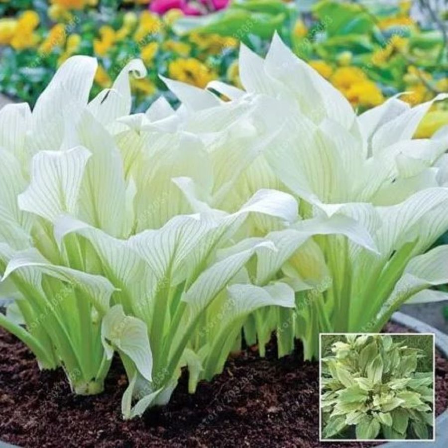 Flowers Seeds - hosta plants, hosta seeds, bonsai flower seeds DIY