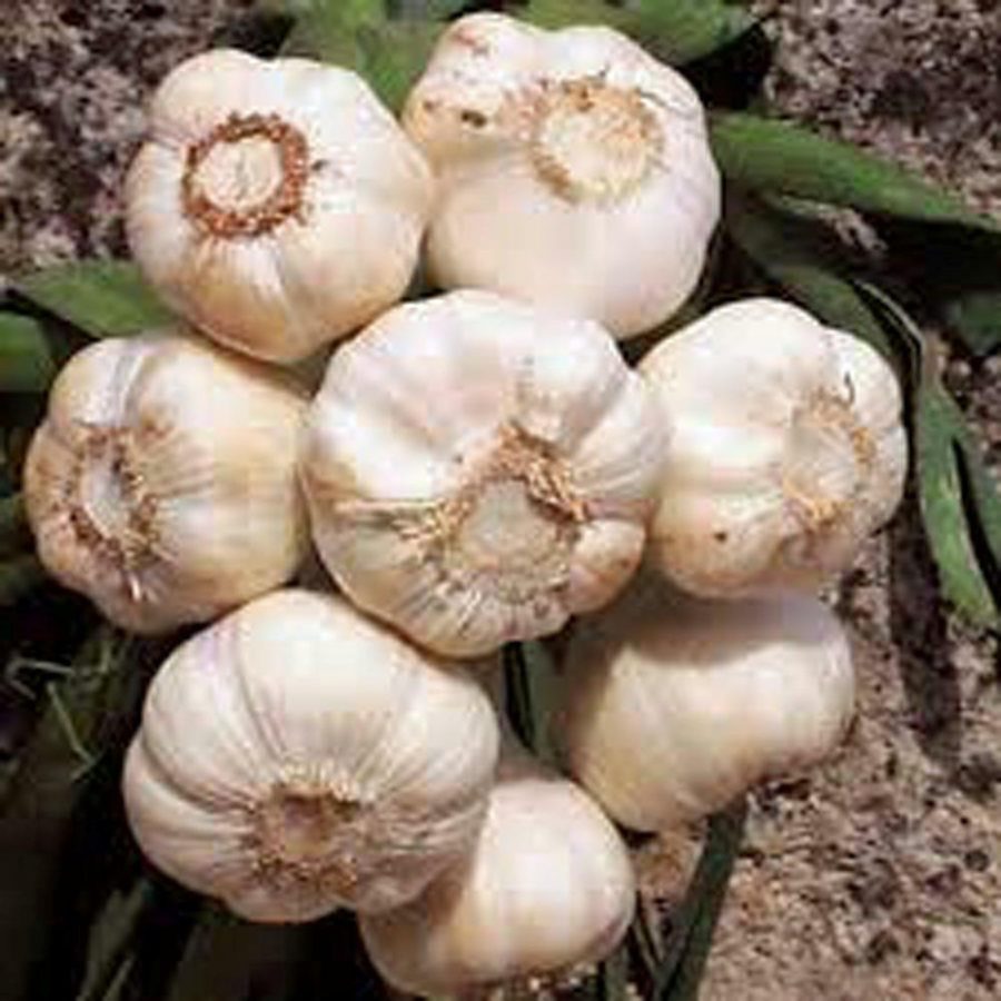 GARLIC 9 ounces Bulb , FRESH CALIFORNIA SOFTNECK GARLIC BULB, PLANTING & GROWING