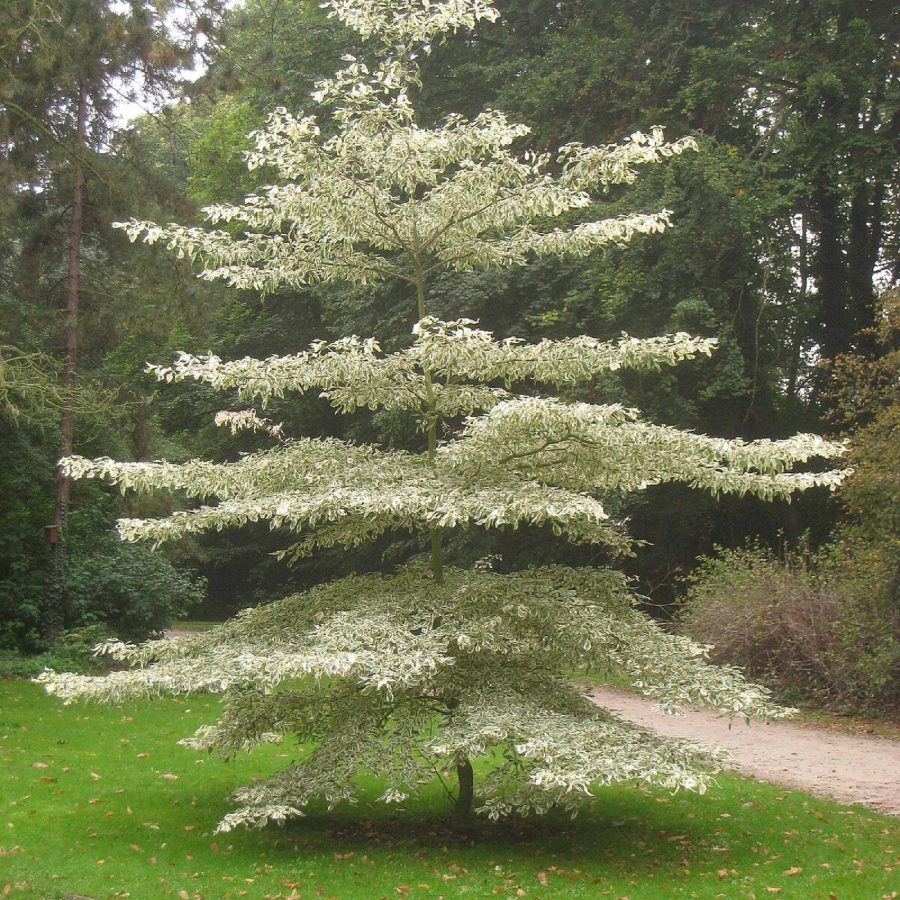 Giant Dogwood Conrnus Controversa Ornamental Showy White Blooms Segmented Growth