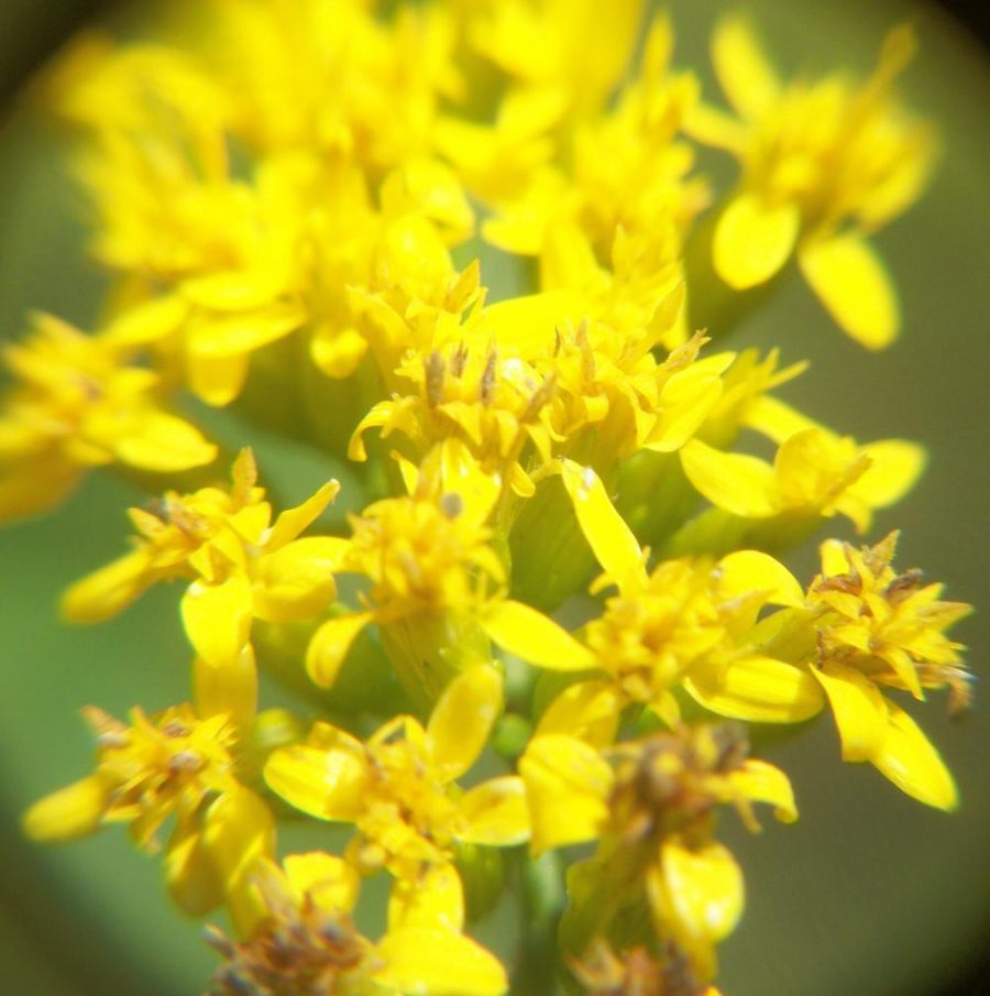 Golden Rod - Solidago canadensis - 100 seeds