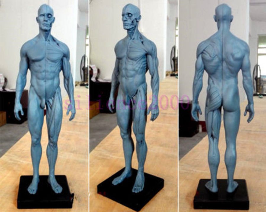 Human Anatomical Anatomy Skull Head figure statue Body Model Muscle Bone