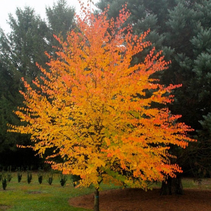 Japanese Katsura Tree (Cerci Diphyllum Japonicum) Seeds Garden