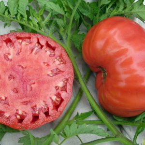 Legendary Mortgage Lifter Tomato HEIRLOOM 30+ seeds 100% Organic Home Grown USA