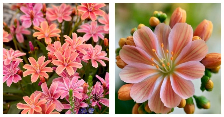 Little Peach Lewisia Live Starter Plant Gardening (NO HEAT PACK)