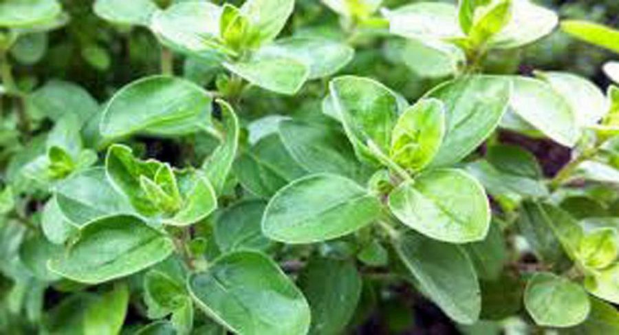 Marjoram Sweet, Heirloom, Organic, NON GOM, (50+) Herb, Majoram Sweet Seeds