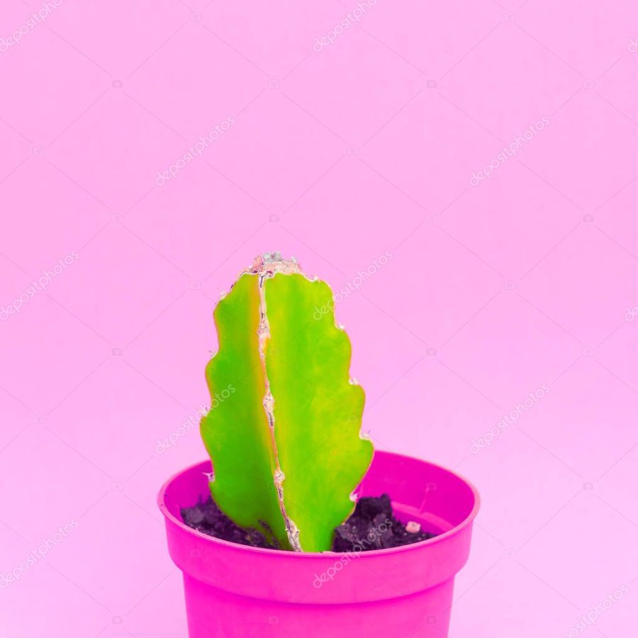 Minimal cactus colorful art. Cactus lover concept