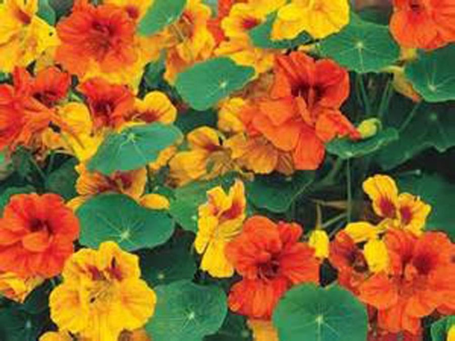 NASTURTIUM DOUBLE GLEEM MIX , 100+ SEEDS ORGANIC, BRIGHT COLORFUL BLOOMS