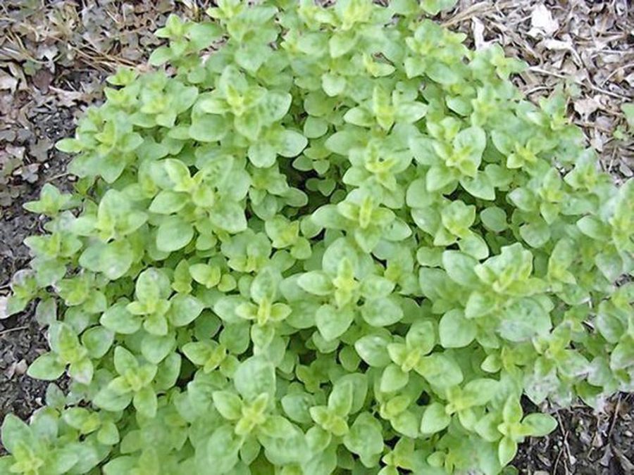 OREGANO SEED, ITALIAN, HERB SEED, HEIRLOOM, ORGANIC, 500 SEEDS, NON GMO, ORGANO