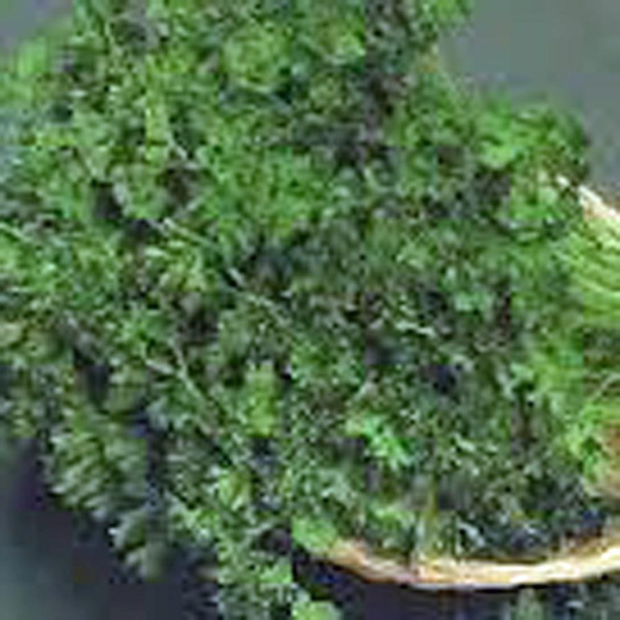 PARSLEY SEED,DARK GREEN ITALIAN GREEN , HEIRLOOM, ORGANIC, NON GMO, 1000 SEEDS,