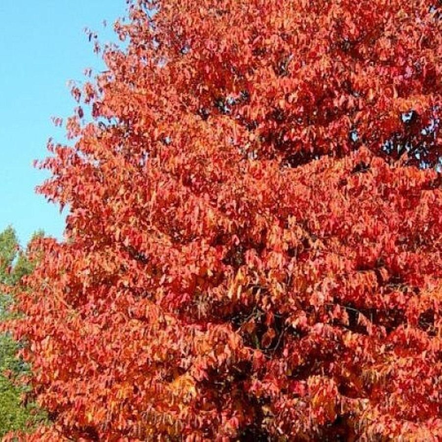 Persian Ironwood Tree (Parrotia Persica) Seeds Garden