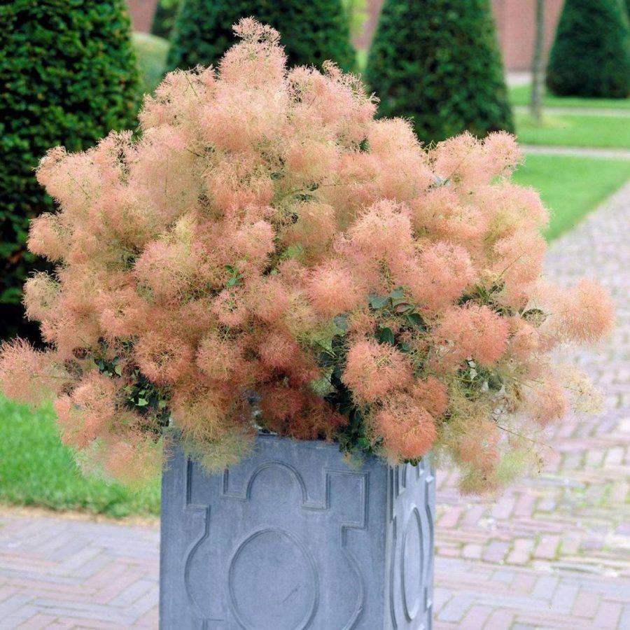 Pink Young Lady Smoke Bush Cotinus Coggygria Rhs Ethereal Pink Blooms Container