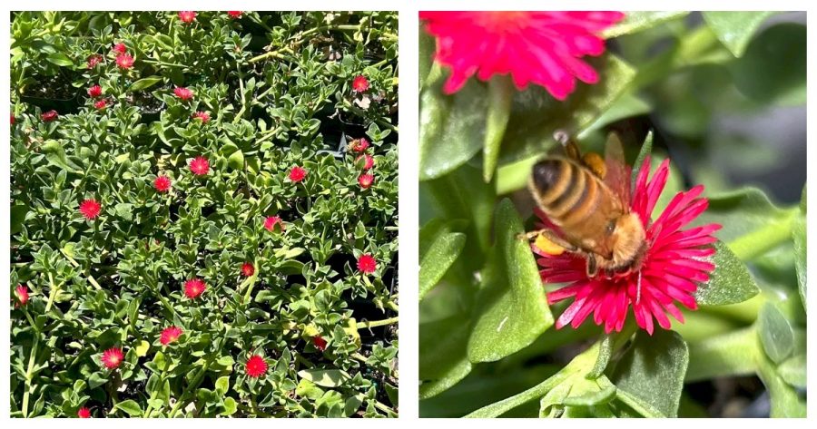 Pint Plant Aptenia Red Apple Baby Sun Rose succulent ground cover