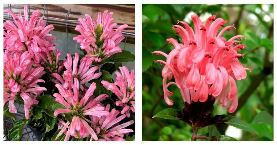 Pint Plant Justicia carnea or Flamingo Flower