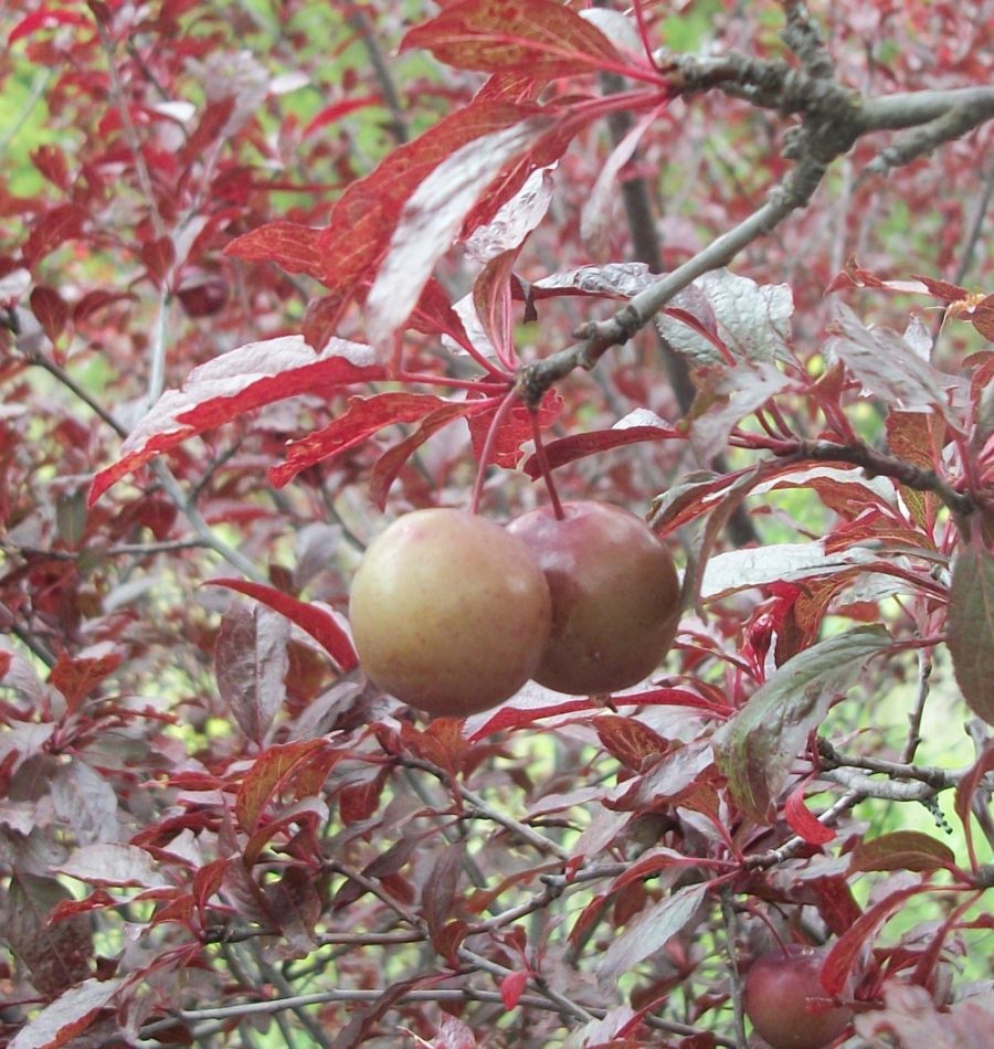 Prunus cerasifera - Purple Leave Thunderbolt Plum 5 seeds