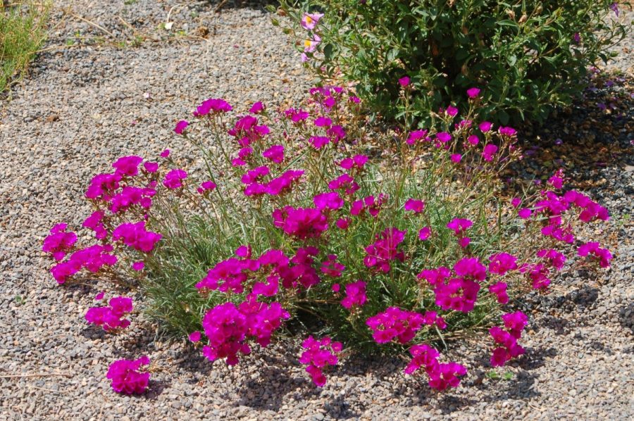 Purslane Rock (Calandrinia Umbellata) 100 Seeds