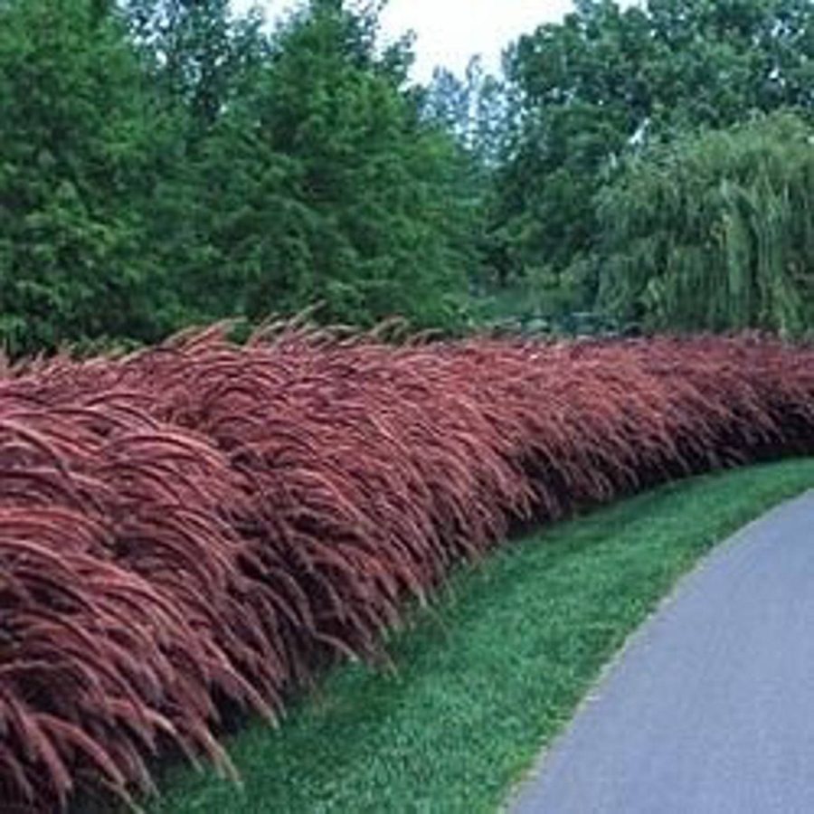 Red Fountain Ornamental Grass (Pennisetum Setaceum Rubrum) Seeds Garden