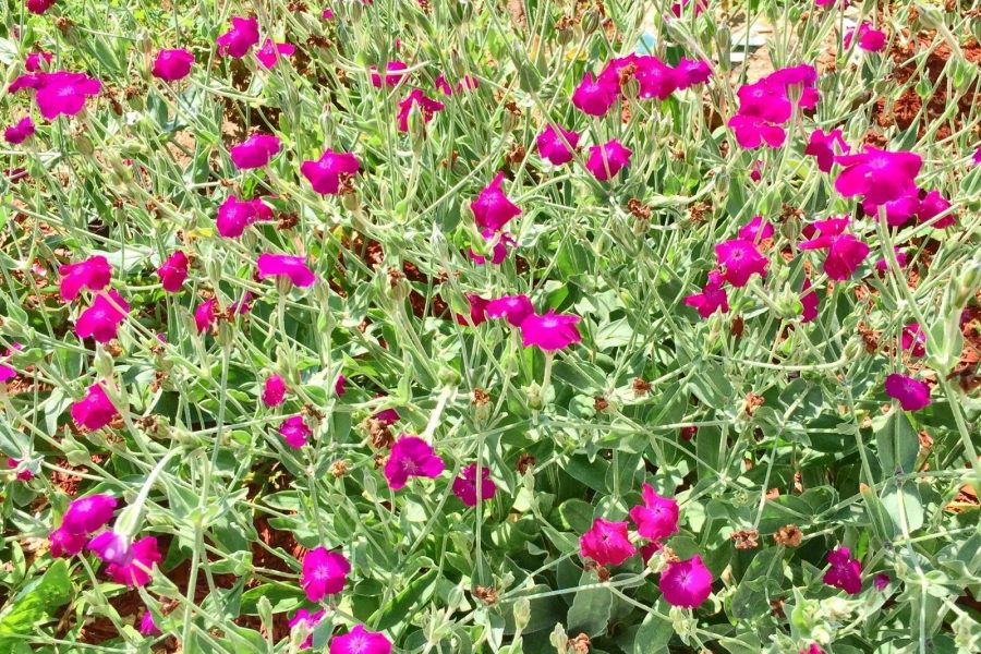 Rose Campion Flower Seeds Lambs Ear Magenta Pink Wildflowers Lychnis coronaria