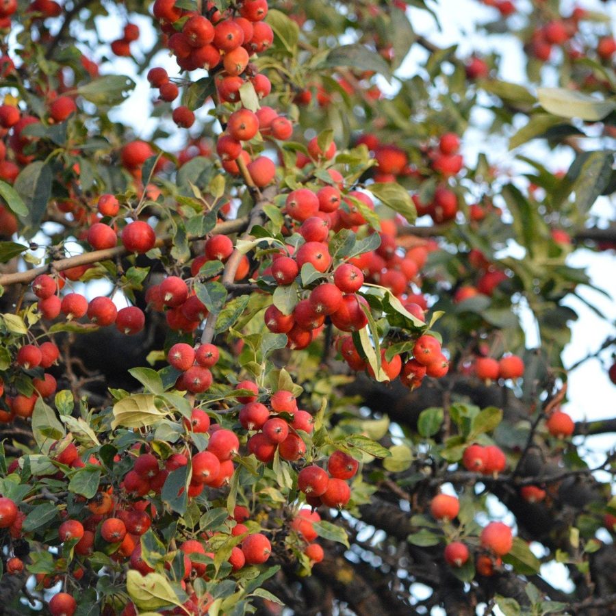 Siberian Crab Apple Malus Baccata Cold Hardy Showy Blooms Edible Favorite Decidu