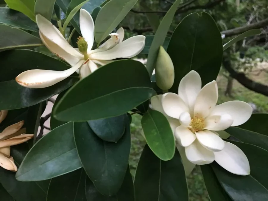 Silver Mist Sweetbay Magnolia Magnolia virginiana Live STARTER Plant