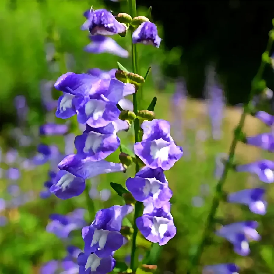 Soothing Skyline: Barbed Skullcap Seeds