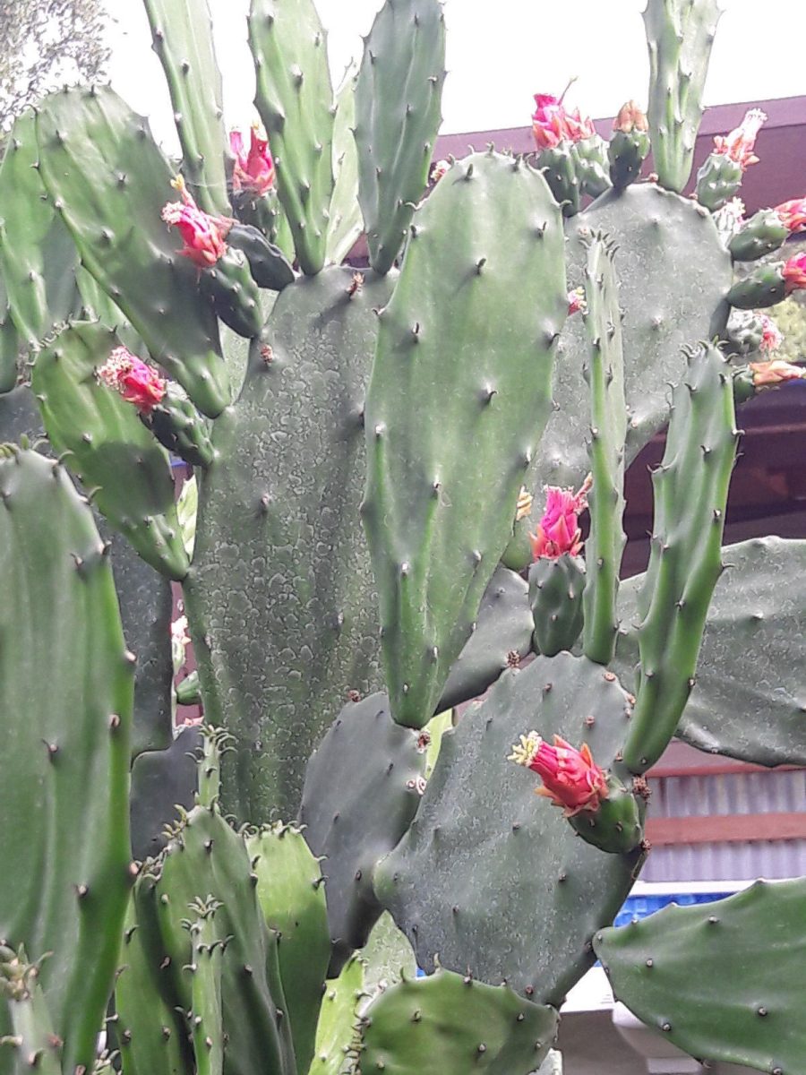 Spineless Thornless Edible Nopales Prickly Pear Cactus Pads, Opuntia Ellisia