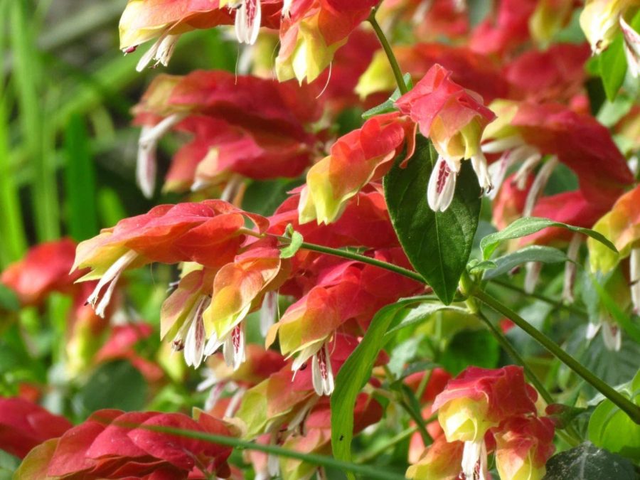 Starter Live Plant Justicia Brandegeana, Shrimp Plant Approx 7 inch