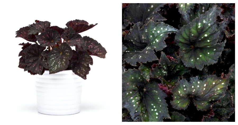 Starter Plant Rex Jurassic Begonia Dino 'Black Sky' Houseplant Gardening