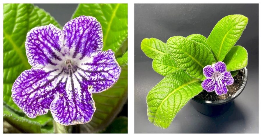 Streptocarpus 'Grape Ice' Live Plant Garden