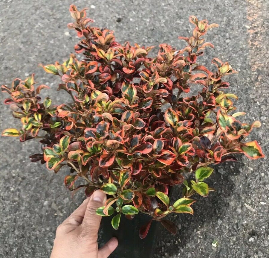 Tequila Sunrise Coprosma Bush Mirror Plant Pre Bonsai Hardy Colorful Live Plant