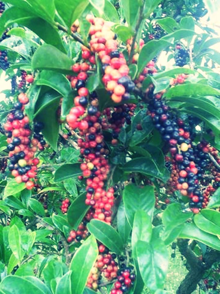 Thai Blueberry Antidesma thwaitesianum Phyllanthaceae 100 Seeds ThailandMrk