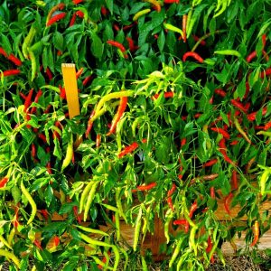 Thai Chilli Super 30+ HEIRLOOM Seeds Very High Yield, 100% Organic, Grown is USA