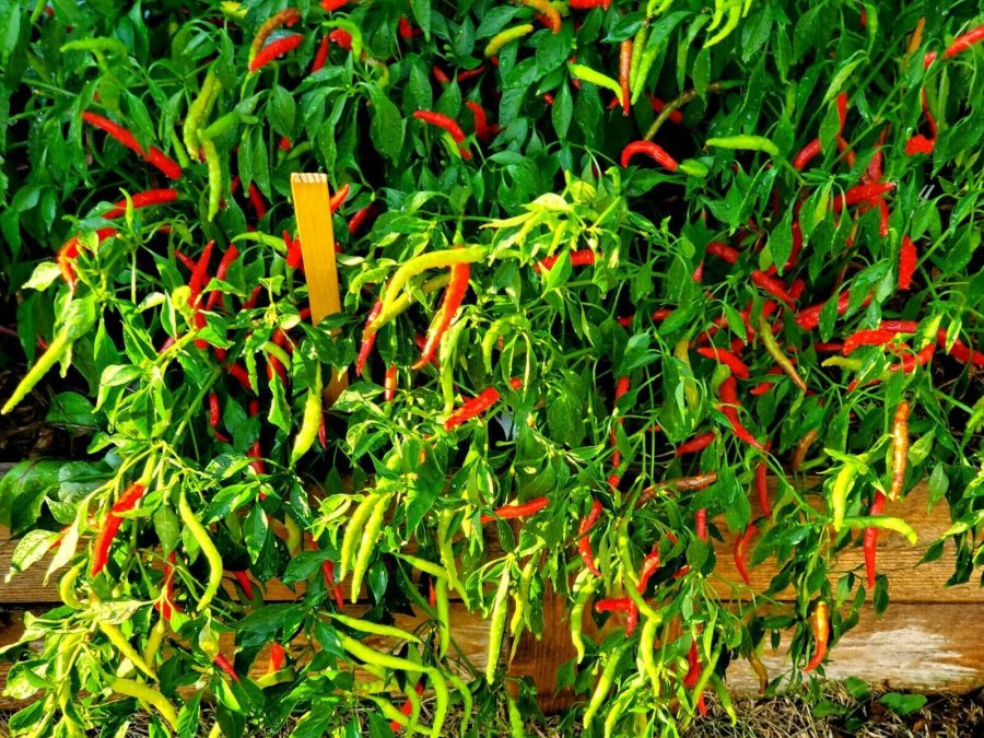 Thai Chilli Super 30+ HEIRLOOM Seeds Very High Yield, 100% Organic, Grown is USA