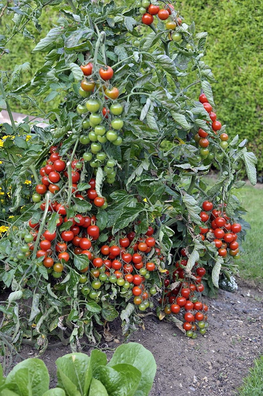 Tomato Gartenperle