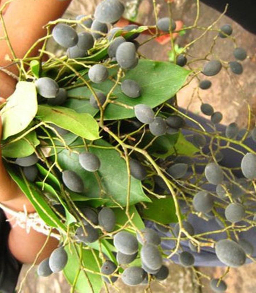 Velvet Tamarind Dialium cochinchinense 10 Seeds ThailandMrk