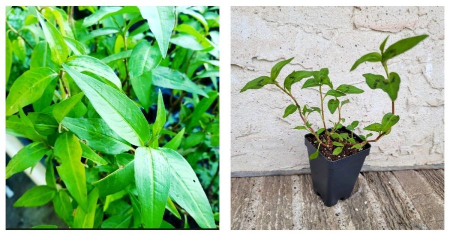 Vietnamese Coriander Rau Ram Starter Live Plant 1-2.5" Pot