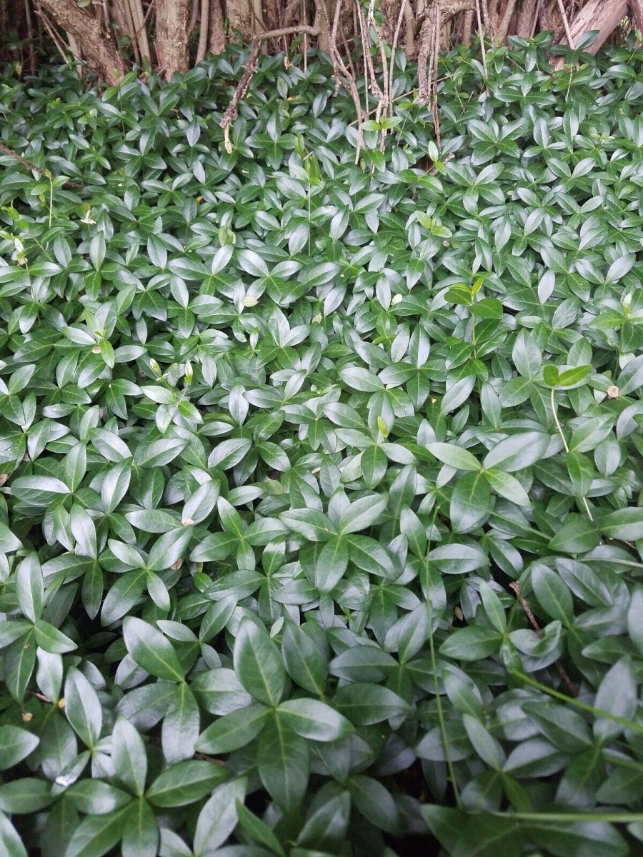 Vinca Minor ground cover - 300 Bare root plants