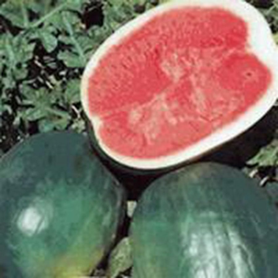 WATERMELON SEED, BLACK DIAMOND, HEIRLOOM, ORGANIC 100 SEEDS, NON GMO, MELON