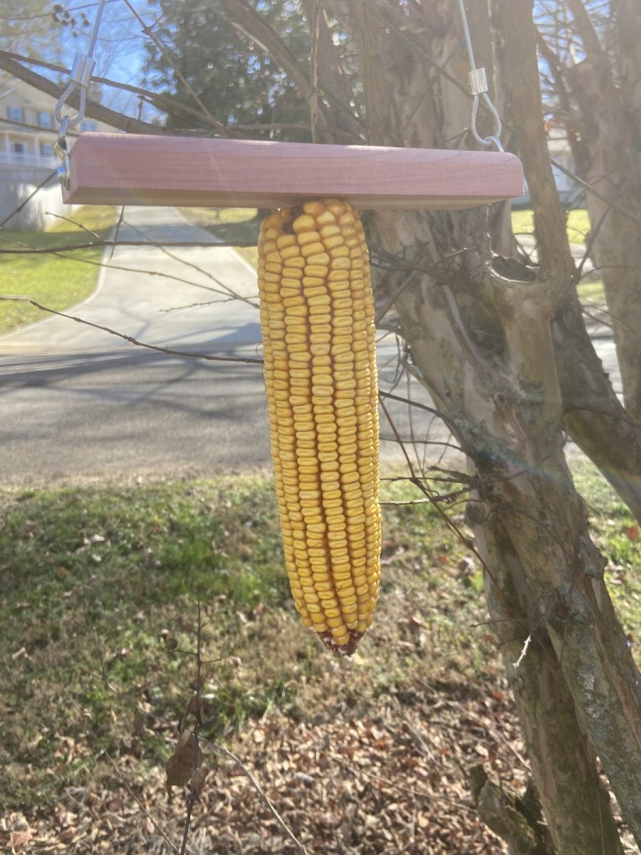 Wacky Squirrel Corn Swing