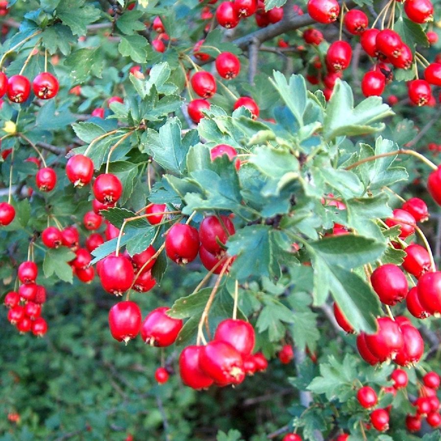 Wild Hawthorn Crataegus Monogyna Organic Ornamental Fruiting Shrub Showy Blooms