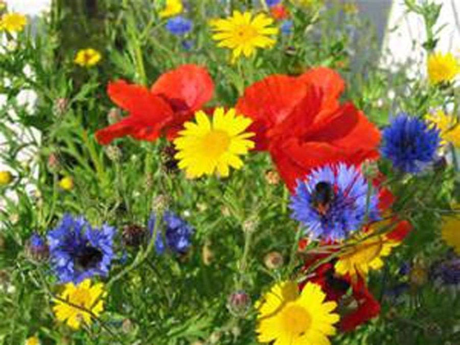 Wildflower Seed Mix , 2 ounces , Great for Colorful Borders and Gardens.