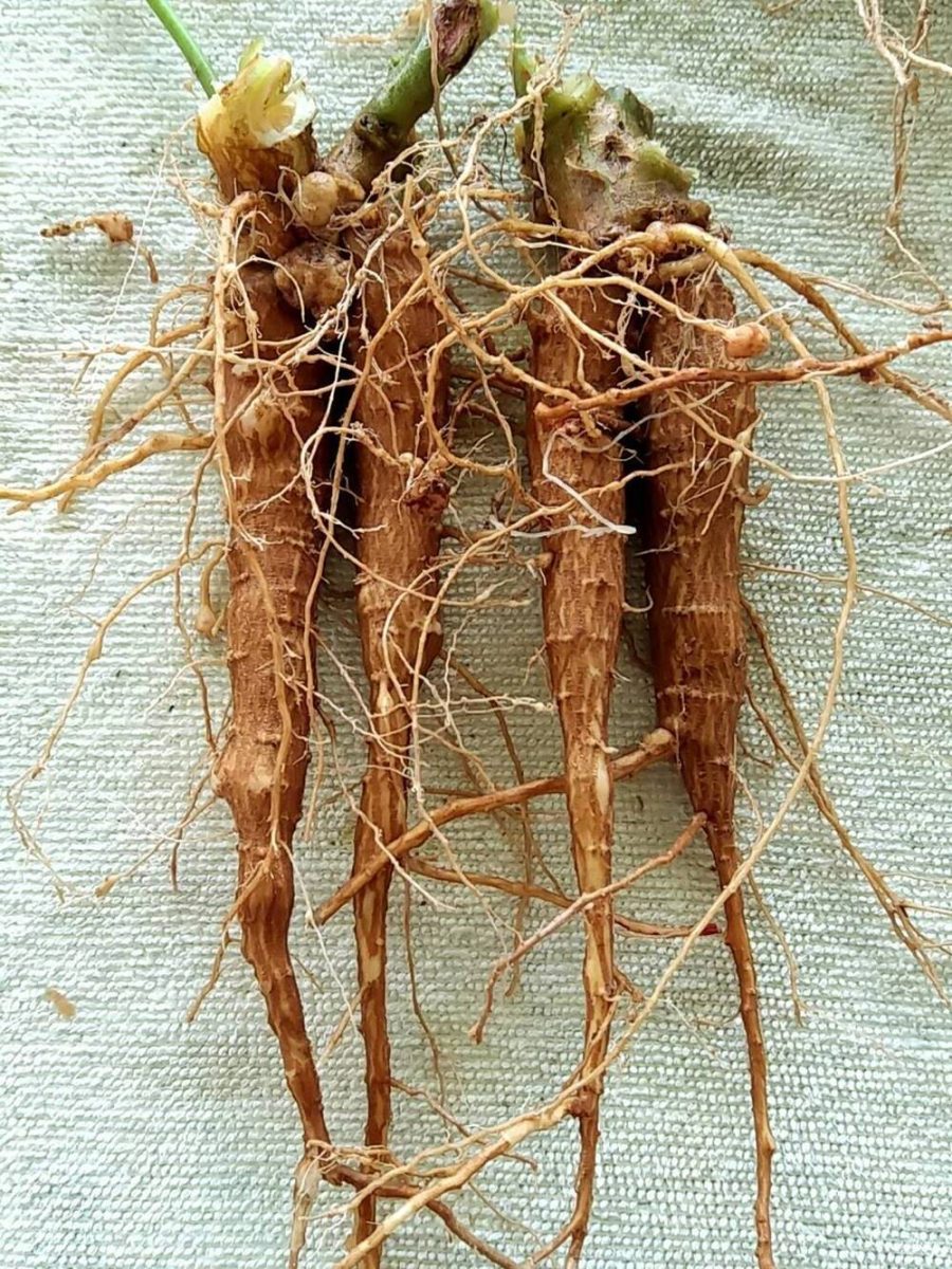 ginseng Jewels of Opar Talinum paniculatum 2 Fresh root for growing ThailandMrk