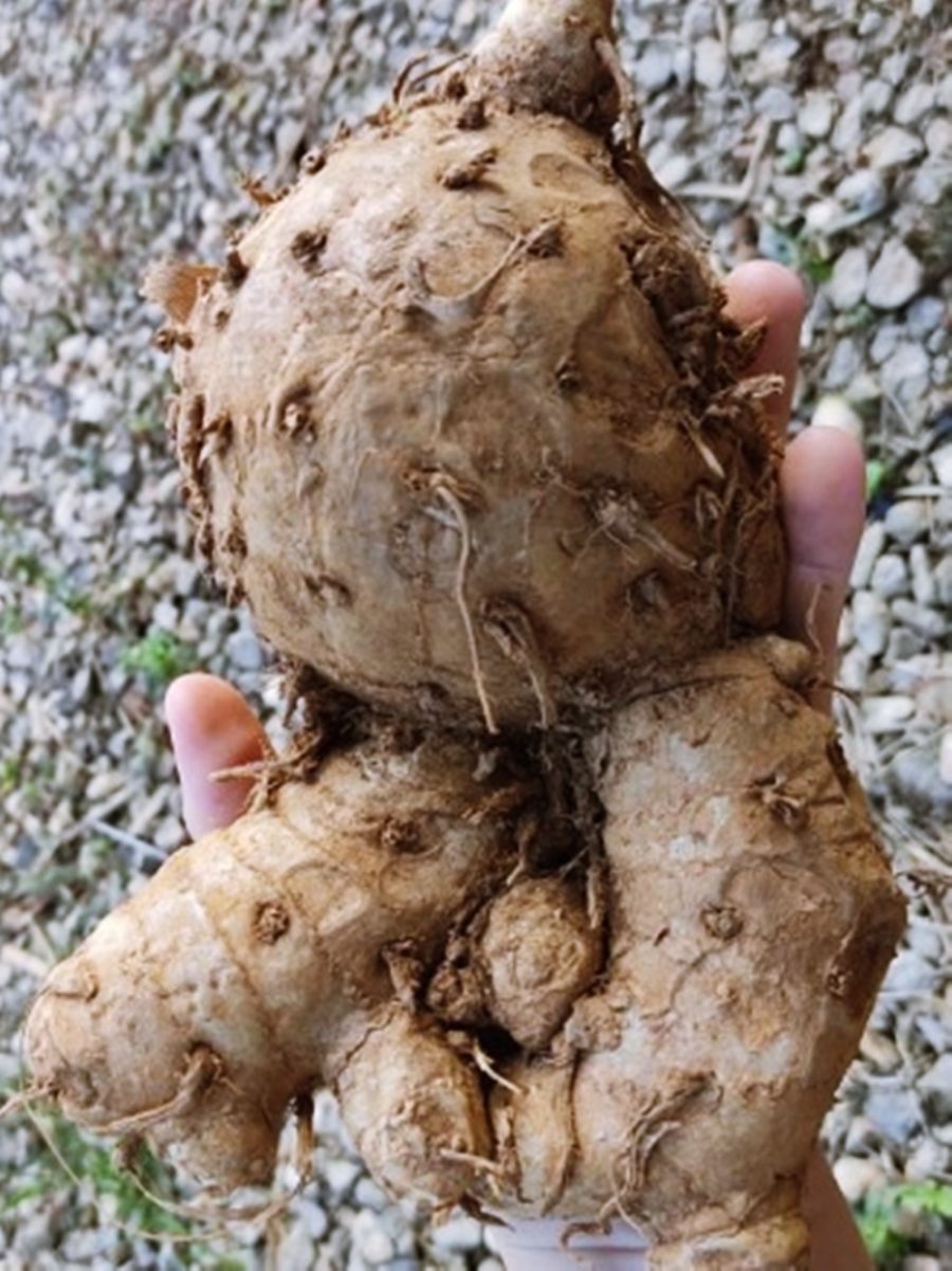 temulawak Curcuma zanthorrhiza 1 Fresh root for growing ThailandMrk