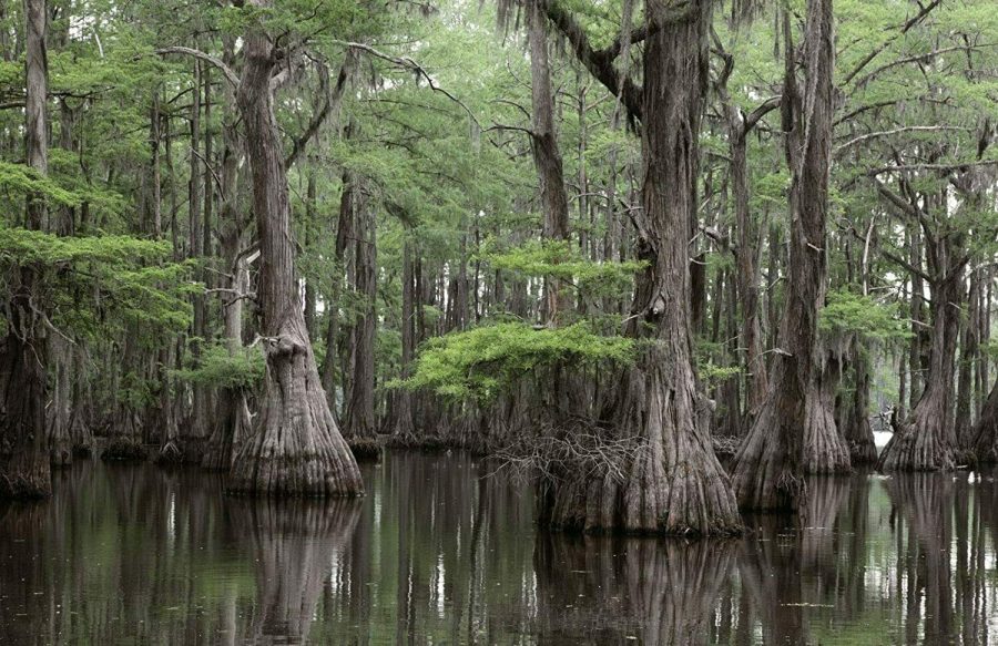 10 Seeds Bald Cypress Seeds for Planting Exotic Tree Seeds to Grow