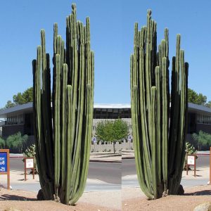 10 Seeds Pachycereus Marginatusi Mexican Fencepost Cactus Seeds USA SELLER Garde