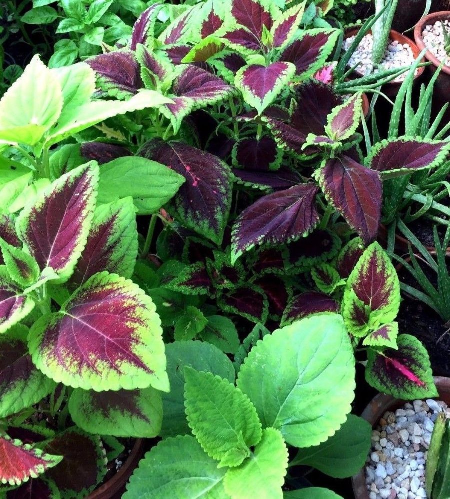 100Coleus Flower Seeds Wizard Mix Large Foliage Hardy Lime Red Burgundy Heirloom