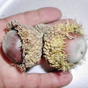 12 Bur Oak Acorns Quercus Macrocarpa Fresh Seeds