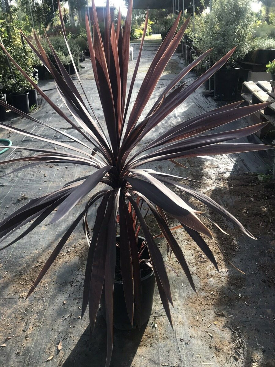 30" Tall Red Sensation Hawaiian Ti Plant - Cordyline Easy to Grow House Plant