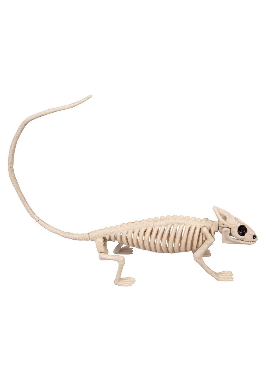 8 Lizard Skeleton