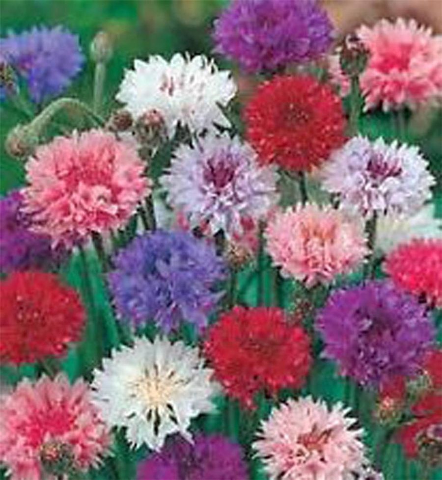 Bachelor Button, Tall Mix Seeds, Organic, 50 seeds, Beautiful Bright Blooms,