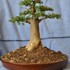 Baobab Tree Adansonia Digitata Favorite Sacred Flowering Tree 10 Viable Untreate